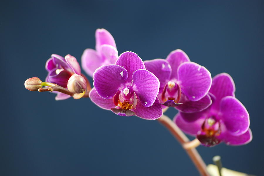 Orchid Photograph by Jeff Swan