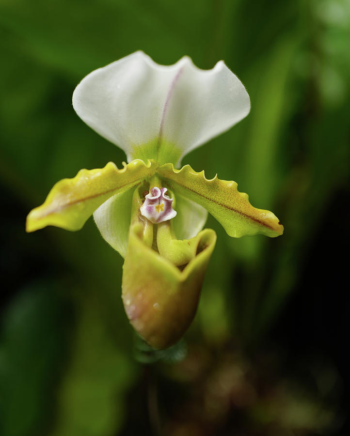 Orchid Photograph by Jocelyn Kahawai