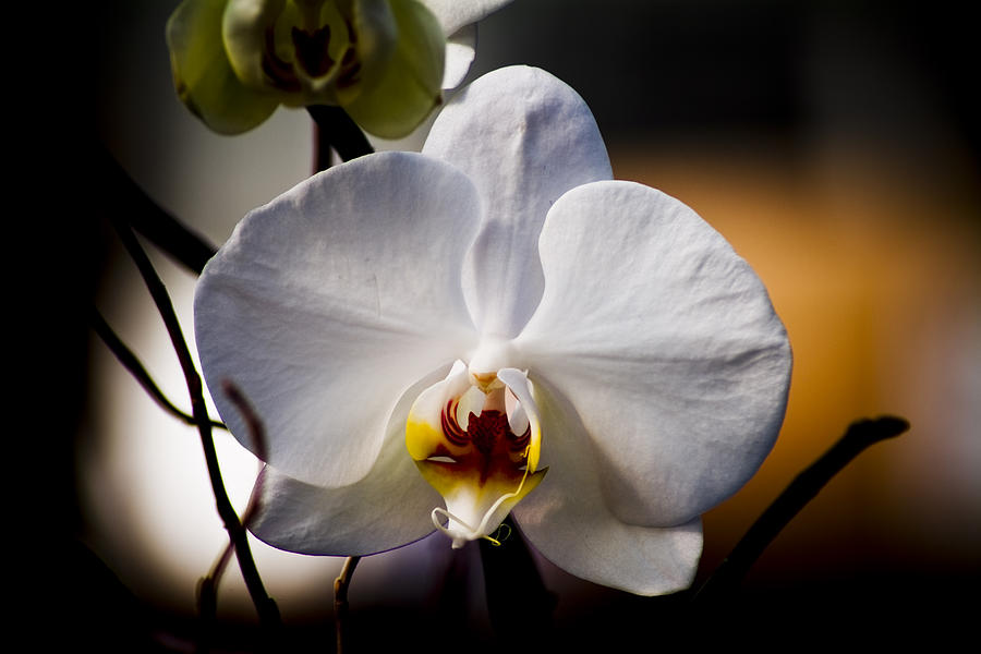 Flower Photograph - Orchid by John Ater