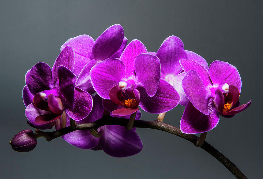 Orchid Photograph by John Roach