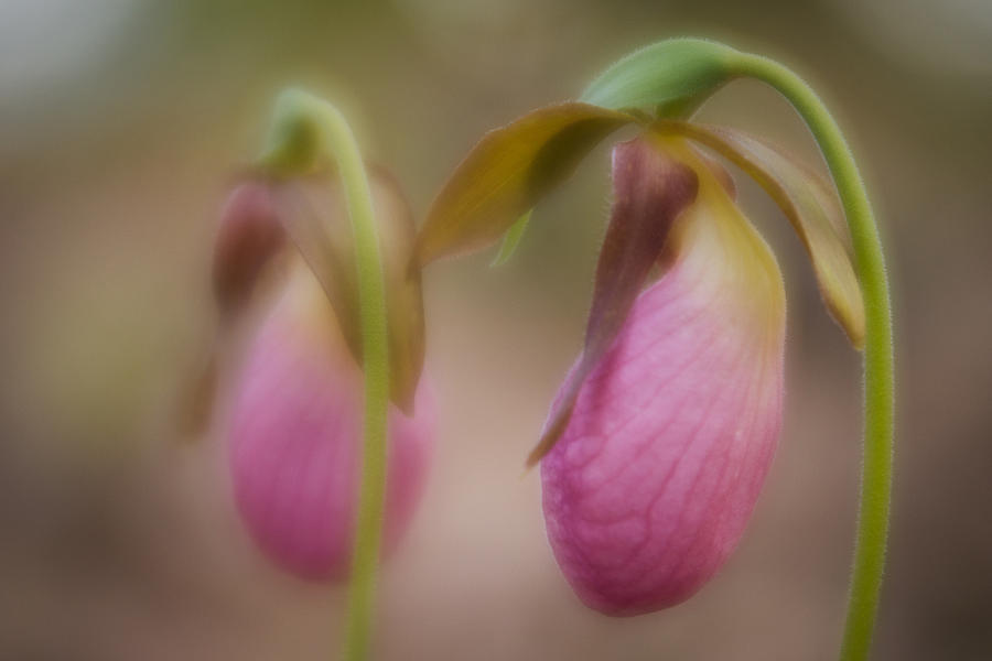 Orchid Photograph by Joye Ardyn Durham