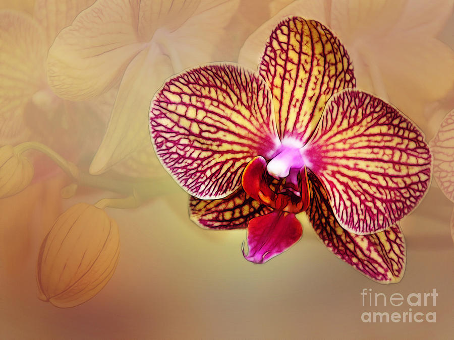 Orchid Photograph by Judi Bagwell