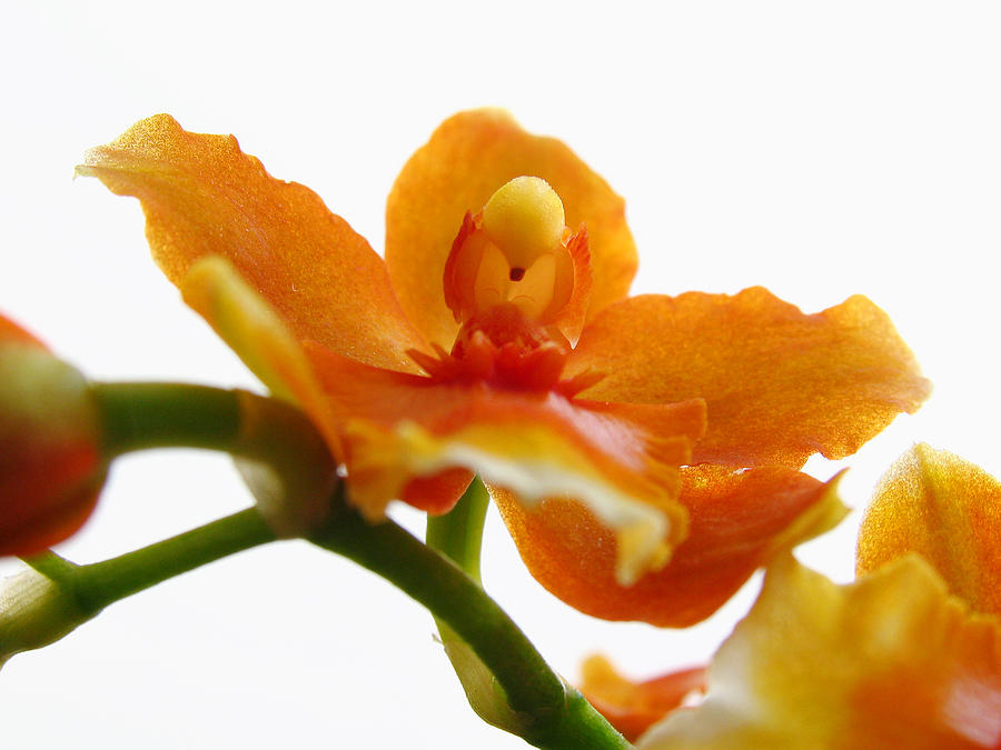 Orchid Photograph by Juergen Roth