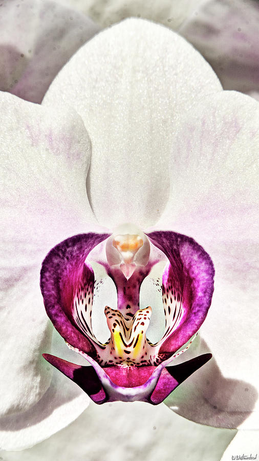 Orchid King on its Throne Photograph by Weston Westmoreland