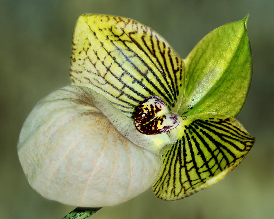Orchid Photograph - Orchid - Lady Slipper by Nikolyn McDonald