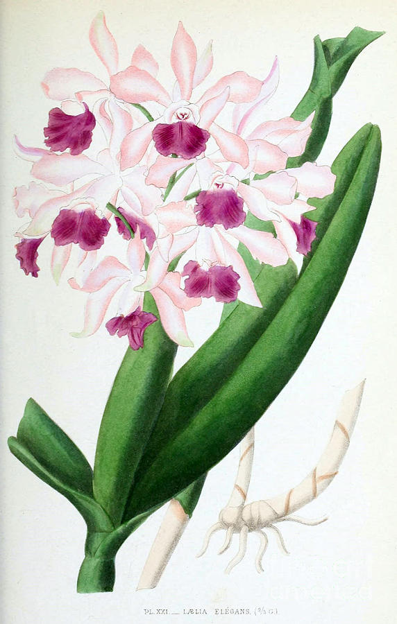 Orchid, Laelia Elegans, 1880 Photograph by Biodiversity Heritage Library