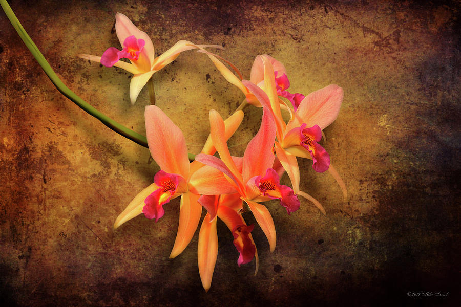 Orchid - Laelia - Its showtime Photograph by Mike Savad