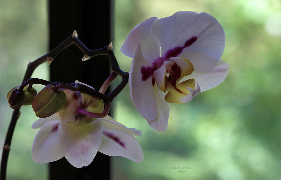 Orchid Landscape Photograph by Jeanette C Landstrom