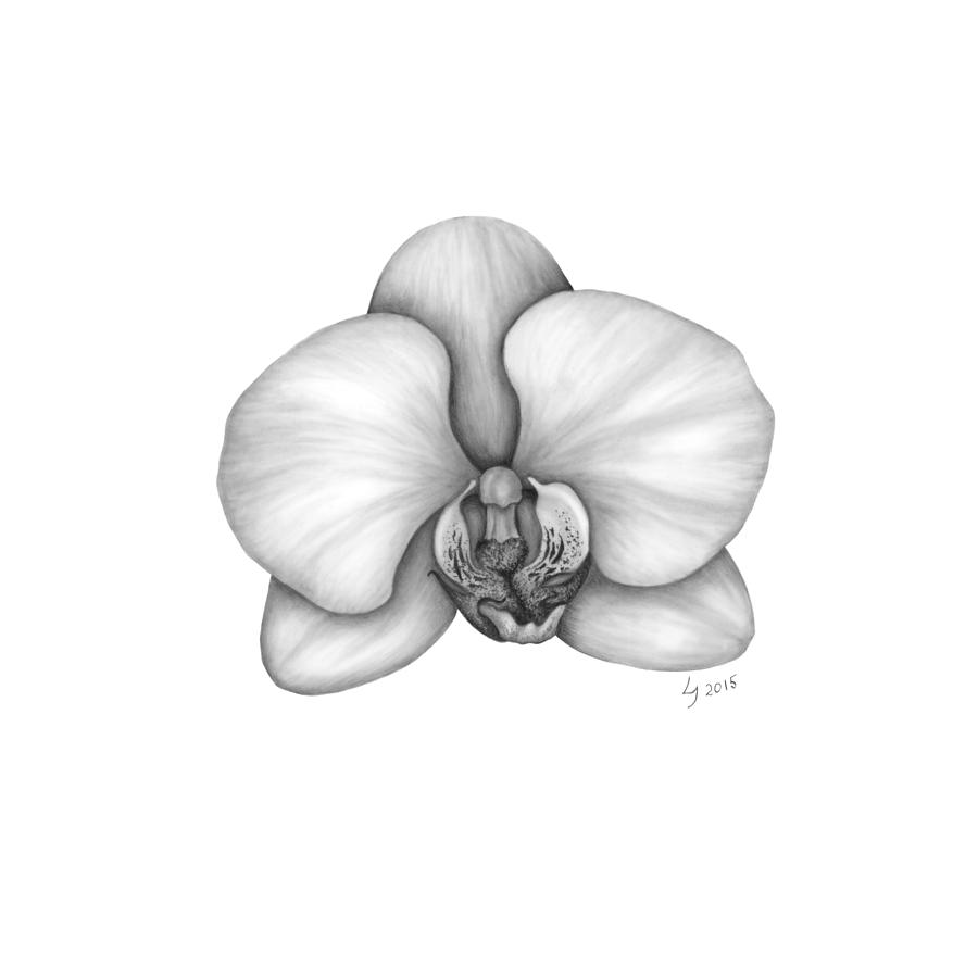 Orchid Drawing Best  Drawing Skill