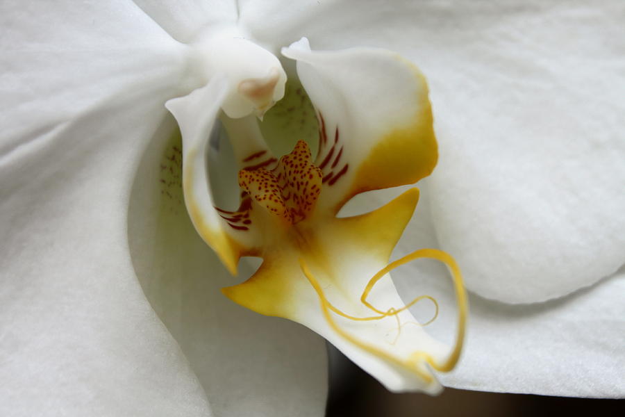 Orchid Photograph - Orchid by Lauri Novak