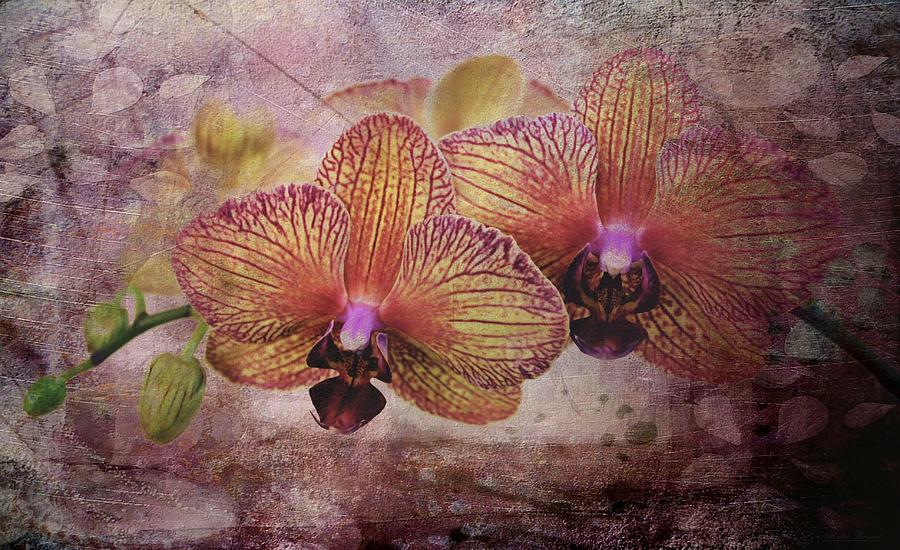 Orchid Layers Photograph by Mattie Bryant