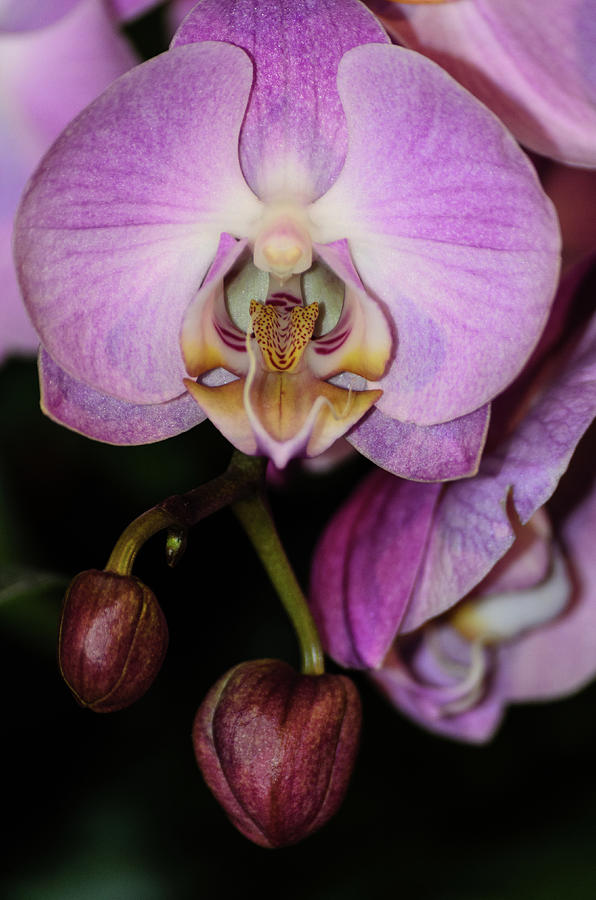 Orchid Life Photograph