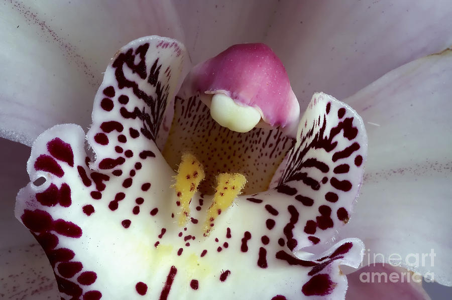 Orchid Like A Muzzle Photograph by Michal Boubin