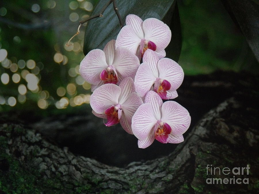 Orchid log Photograph by The Stone Age - Fine Art America