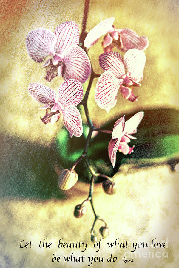 Orchid Love Photograph