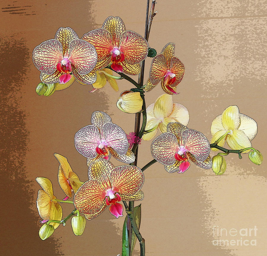 Orchid Love Photograph by Jeanette French