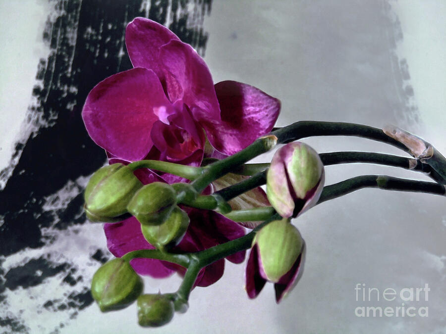 Orchids Love - Purple Photograph by Kim Tran