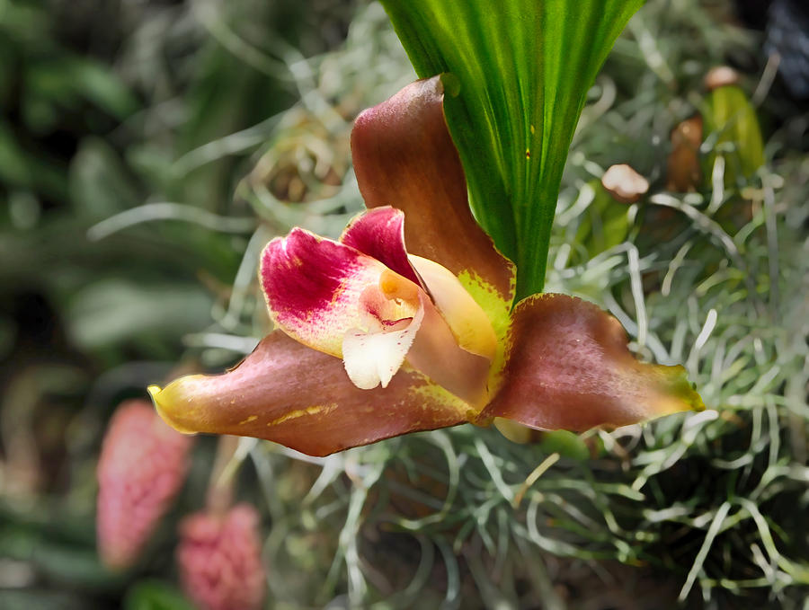Orchid Lycaste Macrophylla Photograph by C H Apperson