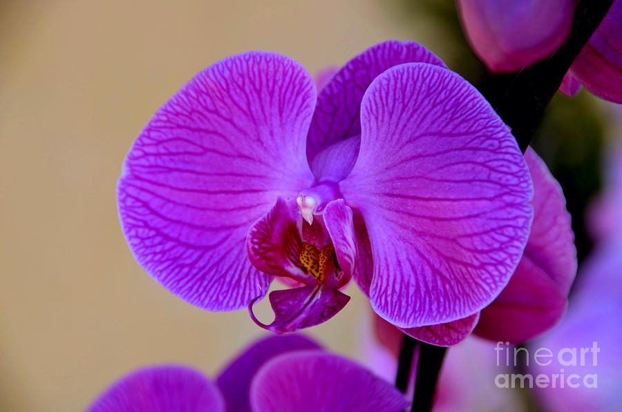 Orchid Photograph - Orchid by Lyle  Huisken