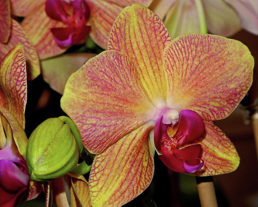 Orchid Photograph by Lynda Lehmann