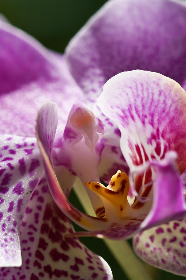 Orchid Macro 3 Photograph by Edward Myers