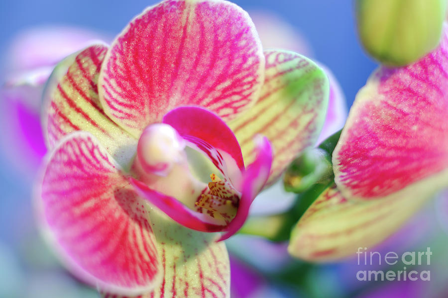 Orchid Macro Photograph by Camelia C - Fine Art America