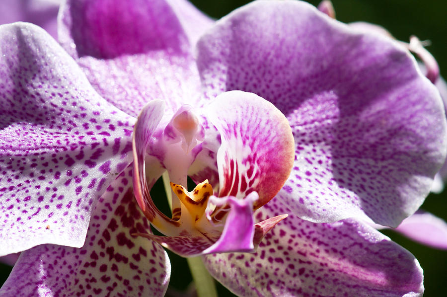 Orchid Macro Photograph by Edward Myers
