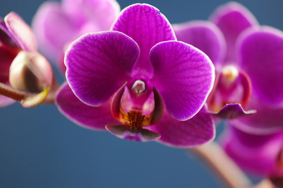 Orchid Macro Photograph by Jeff Swan