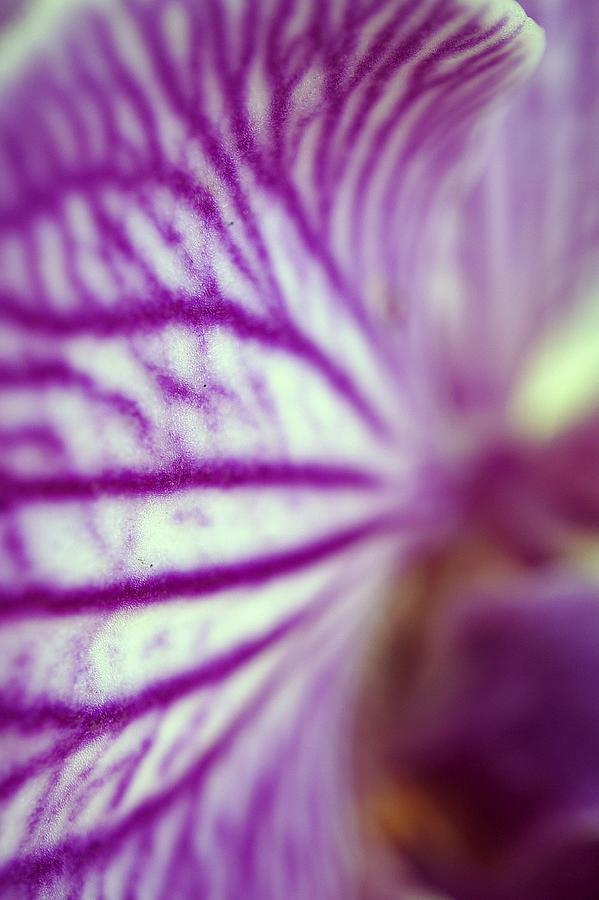 Orchid Macro Photograph by Laurie Perry