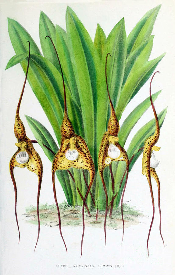 Orchid, Masdevallia Chimaera, 1880 Photograph by Biodiversity Heritage Library