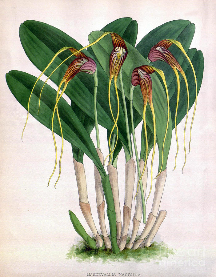 Orchid, Masdevallia Macrura, 1891 Photograph by Biodiversity Heritage Library