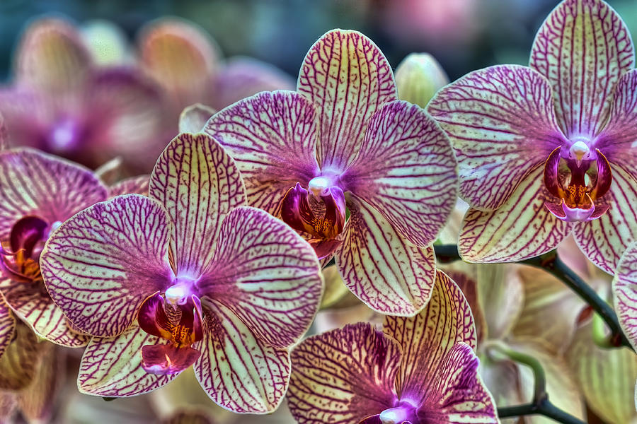 Orchid Melody Photograph by Nadia Sanowar