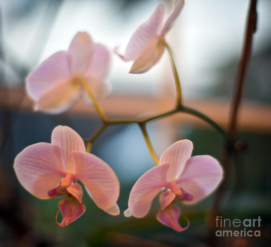 Orchid Photograph - Orchid Menage by Mike Reid