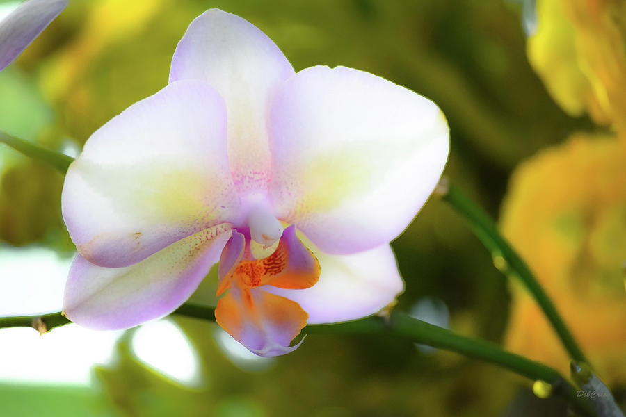 Orchid Menagerie Photograph by Deborah  Crew-Johnson