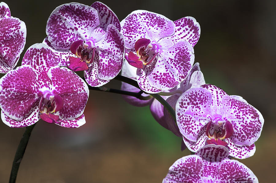 Orchid Photograph by Mike Mcquade