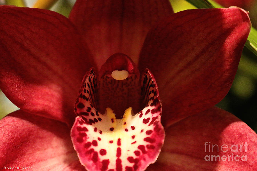 Orchid Morning Photograph by Susan Herber