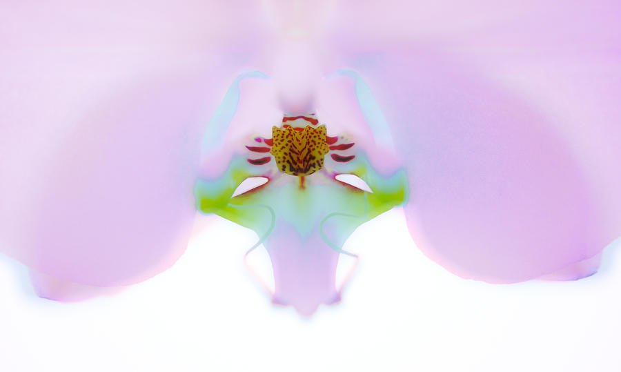 Orchid Photograph by Naoki Aiba