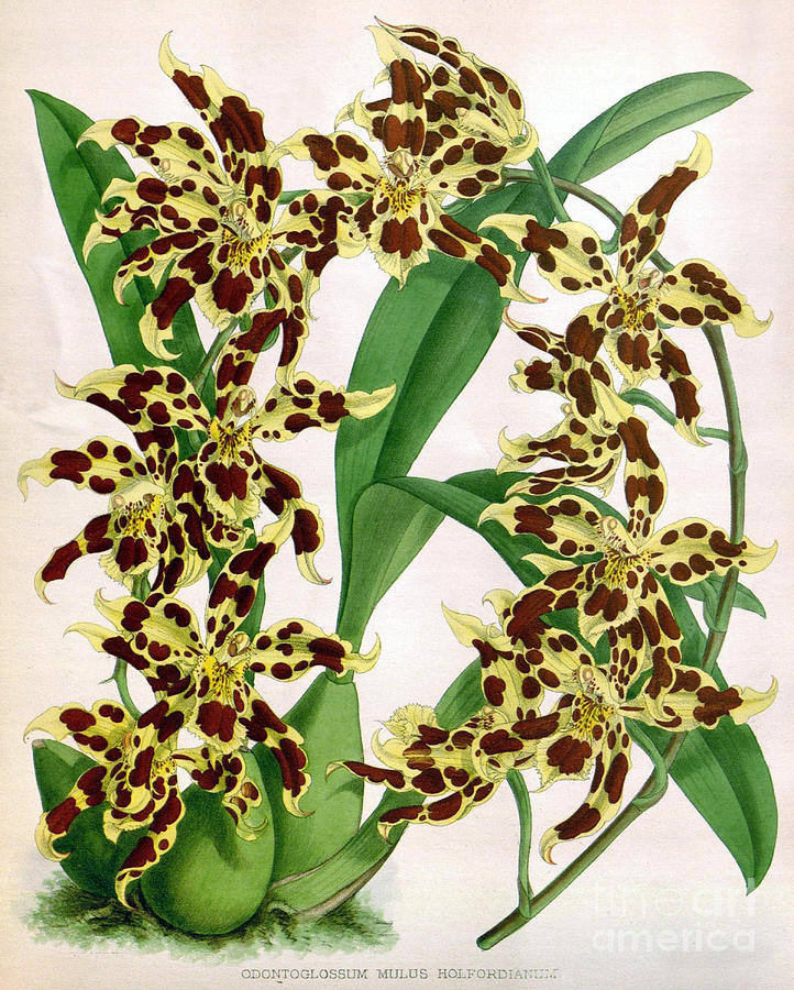 Orchid, O. Mulus Holfordianum, 1891 Photograph by Biodiversity Heritage Library