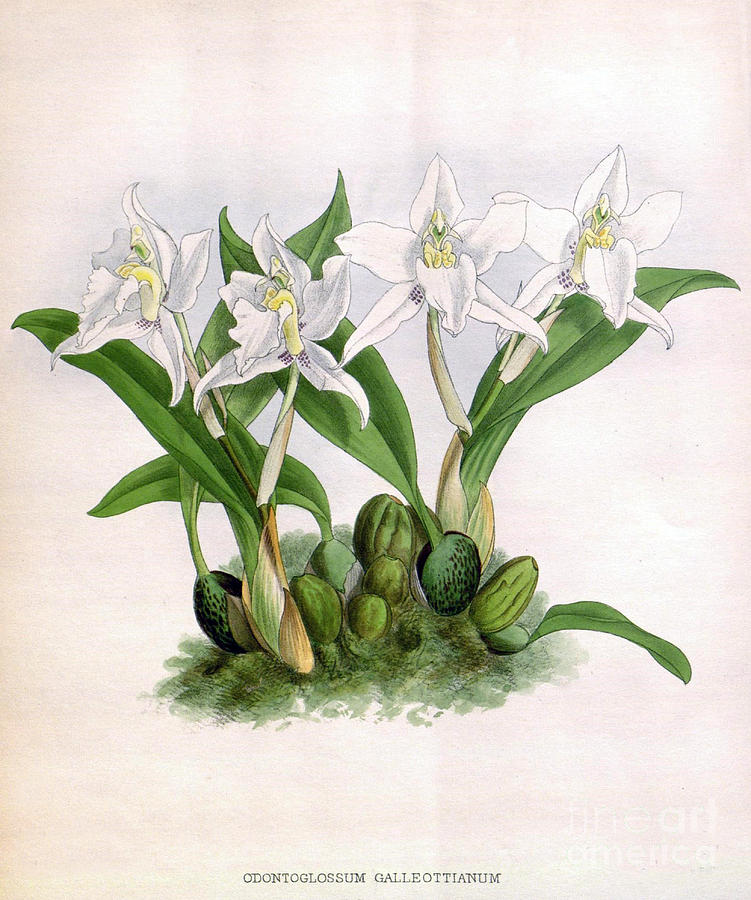 Orchid, Odontoglossum Galleottianum Photograph by Biodiversity Heritage Library
