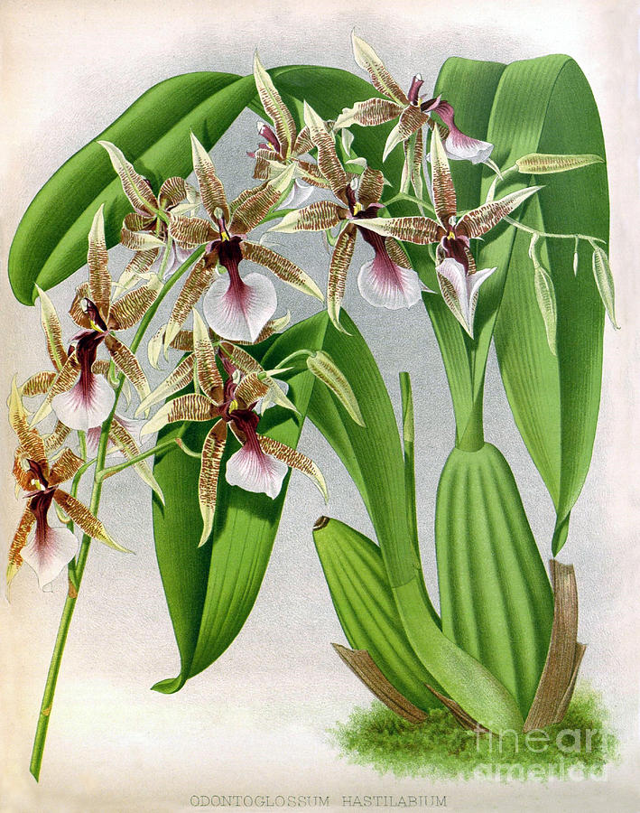 Orchid, Odontoglossum Hastilabiu, 1891 Photograph by Biodiversity Heritage Library
