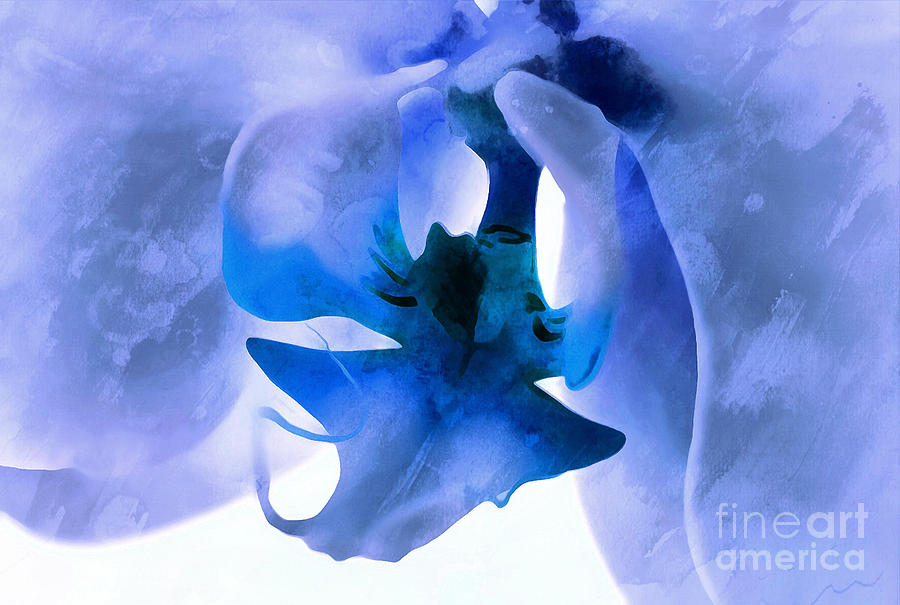Orchid Of Blue Photograph by Krissy Katsimbras
