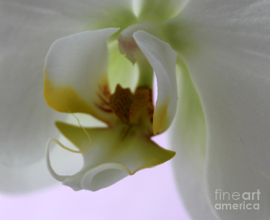 Orchid Of Glory Photograph by Krissy Katsimbras