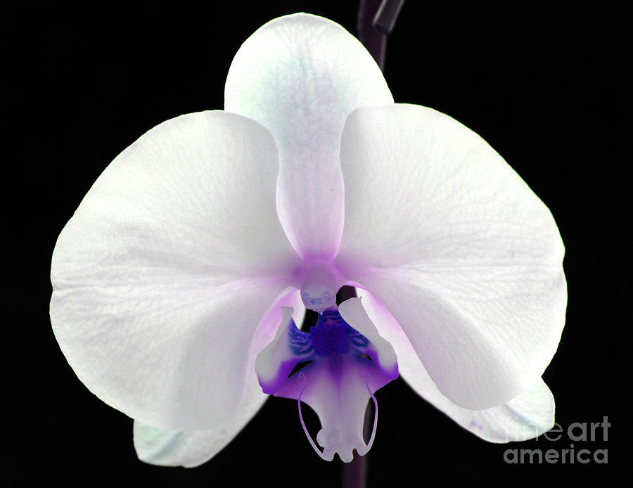 Orchid Of Grace Photograph by Krissy Katsimbras
