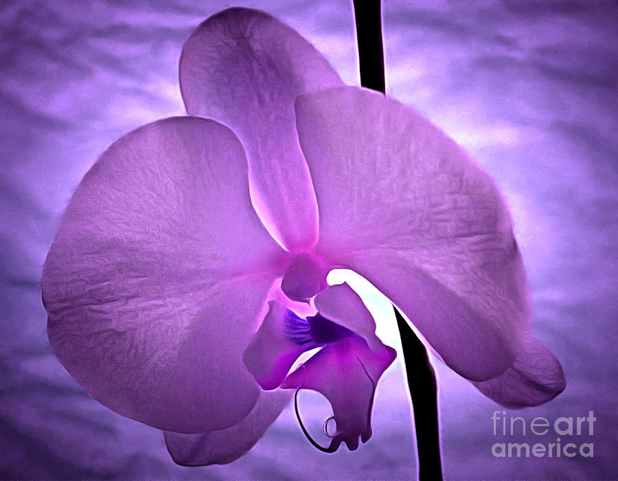 Orchid Of Serenity Photograph by Krissy Katsimbras