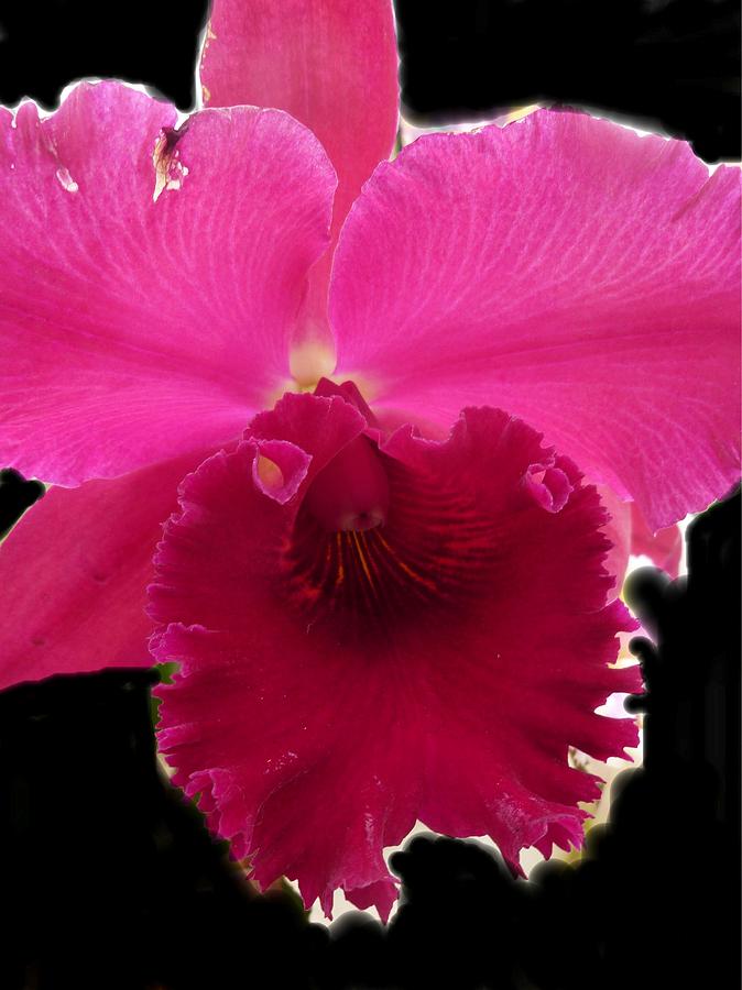 Orchid On Black Photograph by Florene Welebny
