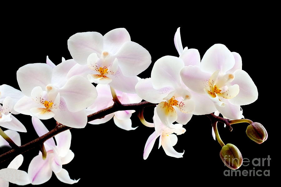 Orchid Photograph - Orchid on Black by John Chatterley