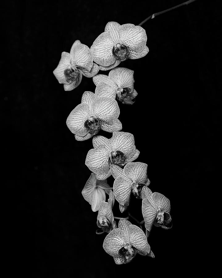 Orchid on Black Photograph by Paula Ponath