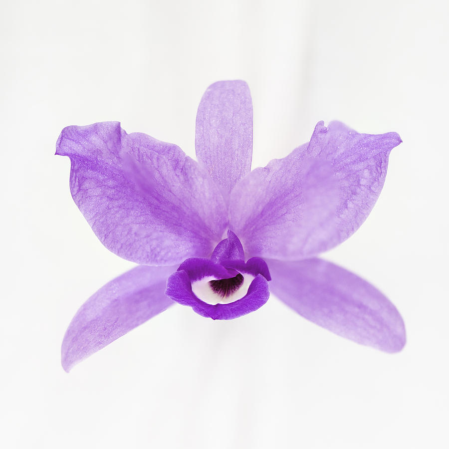 Orchid Photograph - Orchid on white by Scott Mullin