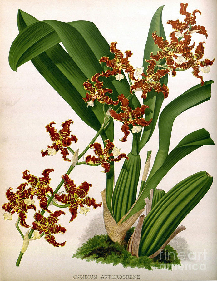 Orchid, Oncidium Anthrocrene,1891 Photograph by Biodiversity Heritage Library