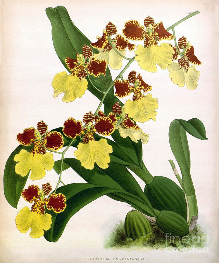 Orchid, Oncidium Larkinianum, 1891 Photograph by Biodiversity Heritage Library